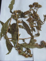 Symphyotrichum puniceum puniceum