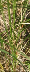 Festuca altaica