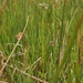 Valeriana dioica dioica - Photo (c) Kélian Gautier, algunos derechos reservados (CC BY-NC), subido por Kélian Gautier