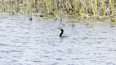 Phalacrocorax auritus image