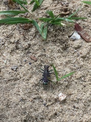 Cicindela ancocisconensis
