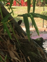 Elymnias hypermnestra