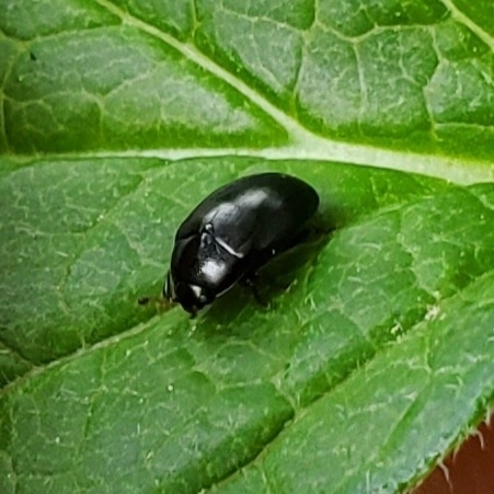 Darkling Tritoma