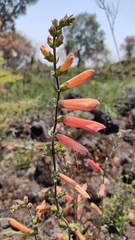 Lamourouxia rhinanthifolia