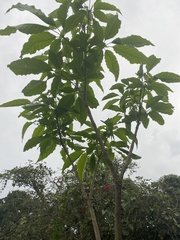 Angiospermae