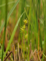Carex echinata echinata