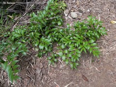 Griselinia ruscifolia