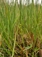 Carex echinata echinata