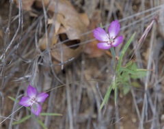 Clarkia gracilis