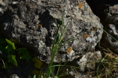 Bromus rigidus
