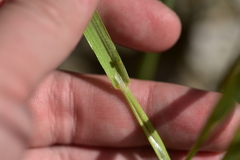 Bromus rigidus