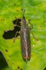 Raphirhinus phosphoreus