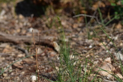 Asphodeline liburnica