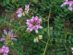 Securigera varia