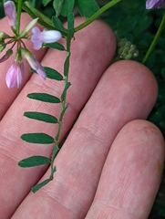 Securigera varia
