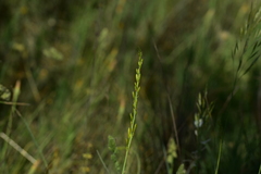 Asphodeline liburnica