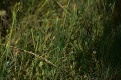 Asphodeline liburnica