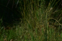 Asphodeline liburnica