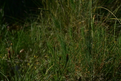 Asphodeline liburnica