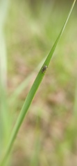 Cimberis attelaboides