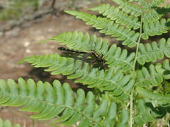 Hylogomphus abbreviatus