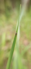 Cimberis attelaboides