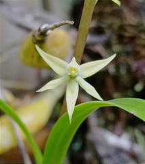Prosthechea grammatoglossa
