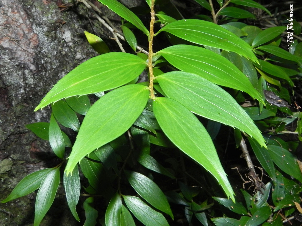 Griselinia ruscifolia