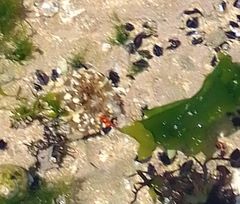 Anthopleura biscayensis