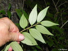 Griselinia ruscifolia