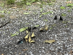 Papilio appalachiensis