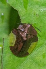 Cyrtonota lateralis