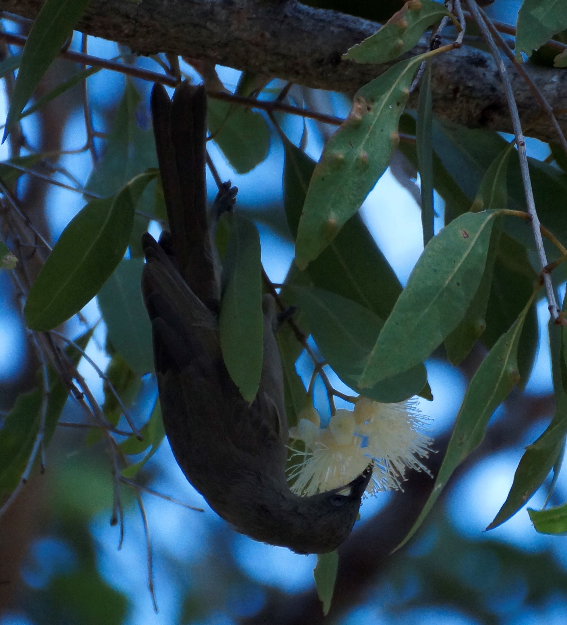 White-gaped Honeyeater illustration