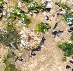 Anthopleura biscayensis