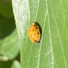 Harmonia axyridis