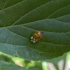 Harmonia axyridis