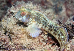 Parablennius intermedius