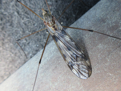 Tipula coquilletti