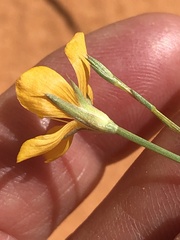 Linum aristatum