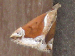 Hypena nigrobasalis