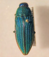 Buprestis prospera