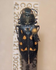 Melanophila consputa