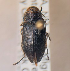 Melanophilini
