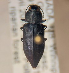 Melanophila