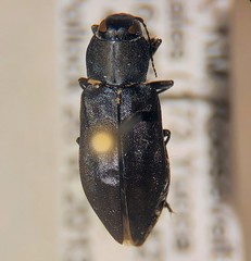 Melanophilini