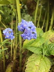 Cynoglossum amabile