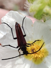 Stenurella approximans