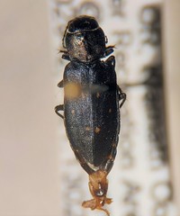 Melanophilini