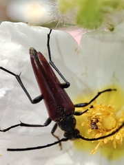 Stenurella approximans