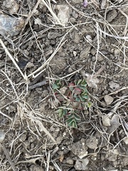 Euphorbia serpens
